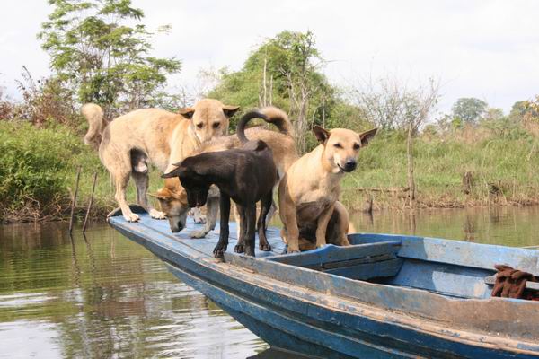 มีเรือผ่านมา....หมาเยอะจริงๆ มีอยู่ 8 ตัว :grin: