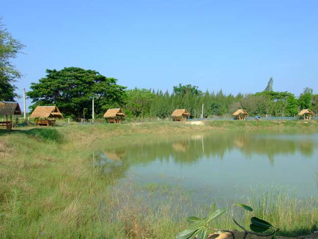 ซุ้มสำหรับนั่งทานอาหารกันครับ สภาพโดยรอบของบ่อ ป๋มพยายามจะทำให้บรรยากาศเป็น ธรรมชาติ มากๆ น้าๆท่านใด