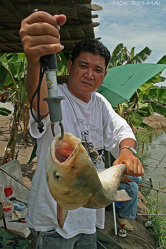 เพื่อให้ครบสูตรเลยต้องให้น้าแมนจับปลาเพื่อถ่ายรูป.....
แบบว่ามือจะได้เหม็น....   :tongue: