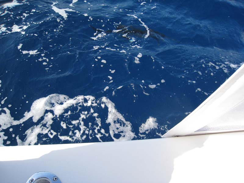 Sailfish ครับ..เอาเข้าได้ข้างเรือผมก็ได้ Release Sailfish ตัวแรกของวันนี้ครับ