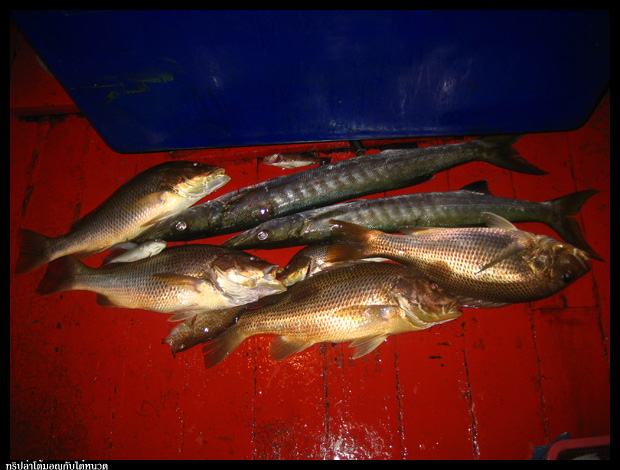 รู้สึกว่าทางท้ายเรือจะซุ่มเงียบ ว่