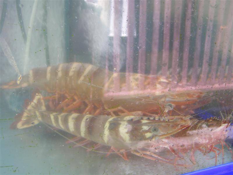 กุ้ง เห่อๆๆๆๆๆๆๆๆ อยากกิน อยากกิน  :laughing: :laughing: :laughing: :laughing: :laughing: :laughing: