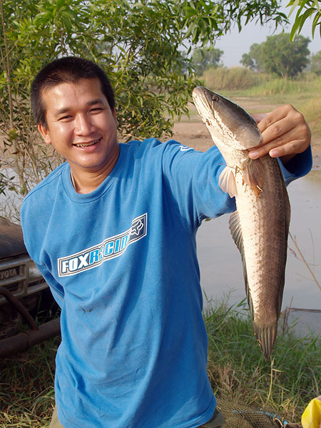 ปลาช่อนนี่...หน้าตาแบบนี้ป่ะครับ พี่กูล...

 :laughing: :laughing: :laughing: :laughing: