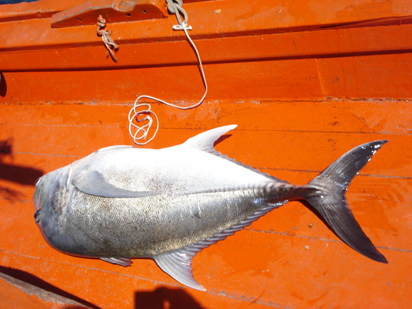 ขอบคุณครับน้าHatyai Fishing น้าพรานระพิน