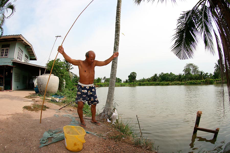 ปลาตะเพียน ขึ้นมาสูดอากาศด้านบน