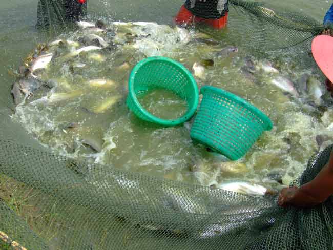 มีปลาเข้าอ้วนมาเยอะทีเดียว ประมาณ 6-7 ร้อยตัว แต่เราเลือกเอาบิ๊กๆคับ 