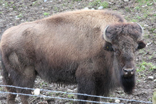 ขอบคุณครับ

แล้วนี่ตัวอะไรเอ่ย?  ควายครับฮ่าๆ
ควายบ้านเขาหรือ Bison นั่นเองที่รีสอรท์เขาเลี้ยงไว้