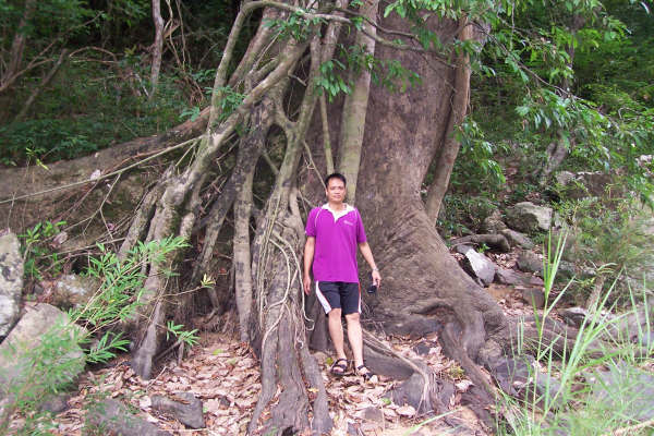 น้าป๋อง คู่กับต้นไม้ใหญ่ที่ยังหาดูได้ในป่าแถบนี้...