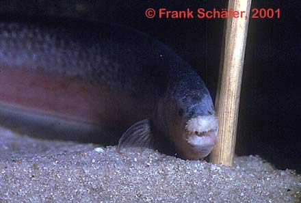 Oedemognathus exodon  Myers,1936

ชื่อทั่วไป     =  Tooth-lip knifefish.

ขนาด         =  25 ซม.