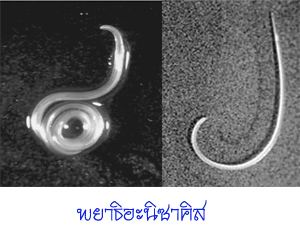 รู้จักพยาธิอะนิซาคิส ซิมเพลก 
พยาธิ อะนิซาคิส ซิมเพลก (Anisakis simplex) เป็นพยาธิที่พบในปลาทะเลเขต