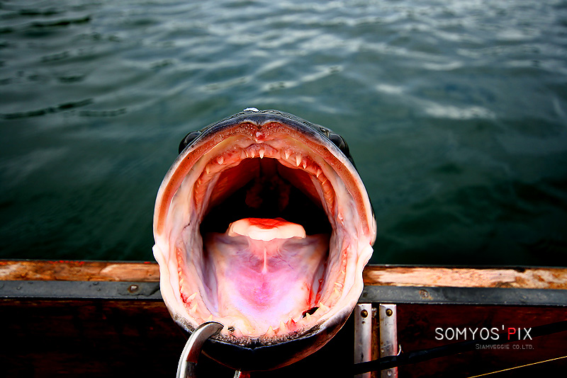 "อ้า...าา..."  :laughing: :laughing: :laughing: