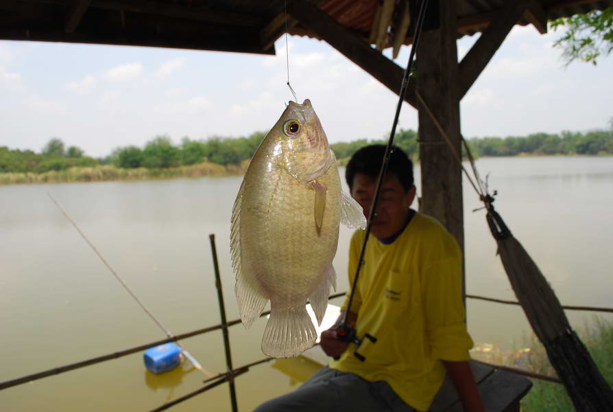 ขออีกซักรูปปลาตัวแรกสำหรับวันนี้ :laughing: :laughing: :laughing: