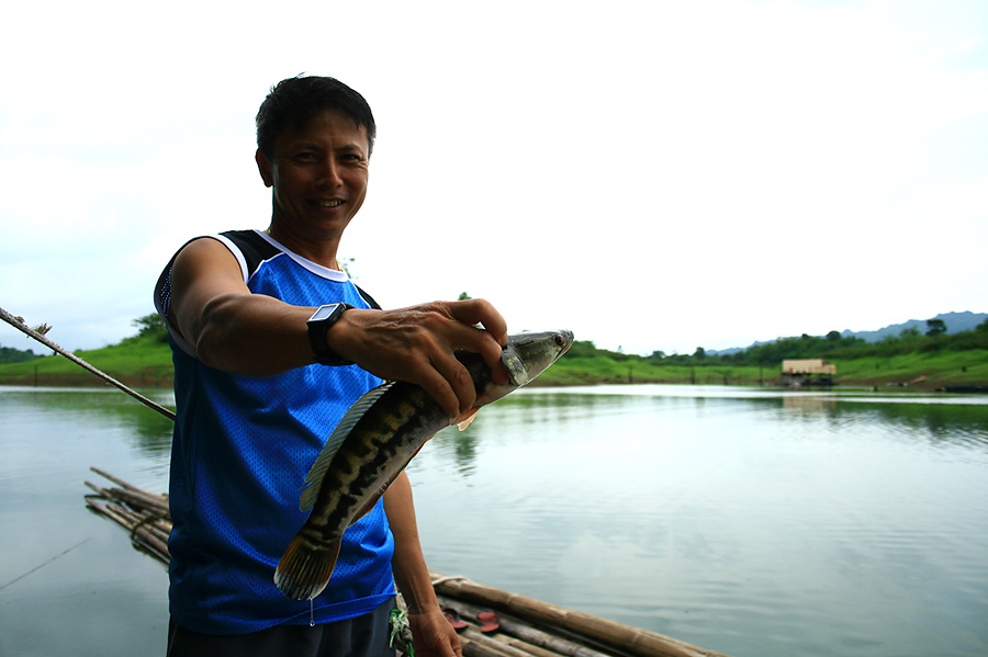 น้าหมูดุด ผมไม่แน่ใจ ได้ปลาชะโดมาสองหน่วยหรือปล่าครับ :smile:
