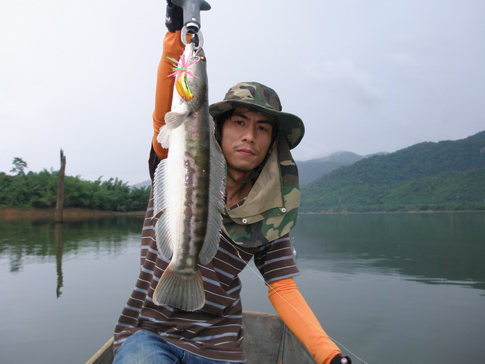 โดนกัดกันไปหลายทีแต่เป็นชะโดป๊อกซะหมดก็มีตัวนี้แหละที่พอจะเอากลับไปทำกับข้าวได้สรุปเช้านี้ก็ไดกลับแพ