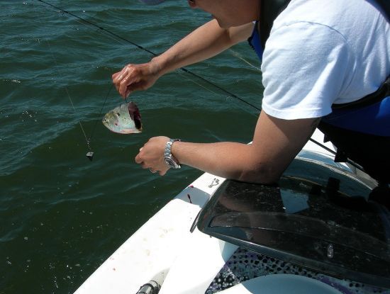 เหยื่อที่ใช้ครับปลาเหยื่อชื่อบังเกอร์ใช้ตัวเบ็ด3ทางแบบถ่วงตะกั่วขนาด5โอเห็นฝูงมันขึ้นน้ำที่ไหนเหวี่ย