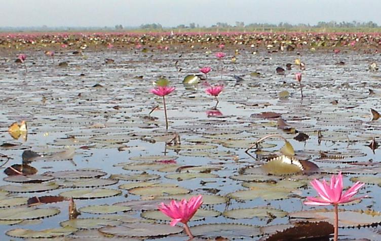 น่าพายเรือจีบสาว เน๊าะ 

บรรยากาศแบบนี้... น้องขวัญกะพี่เรียมมาเองเลยนะเนี่ย  :love: