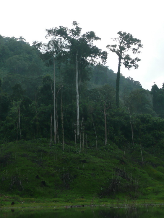 ต้นไม้ใหญ่  แสดงถึงความอุดมสมบูรณ์ของป่าต้นน้ำ