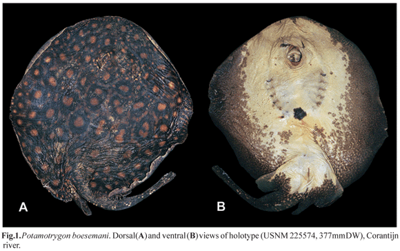 การบันทึกกระเบนจุดชนิดใหม่ใน suriname. แห่งอเมริกาใต้ . เจ้า Potamotrygon boesemani. ครับ


 :smi