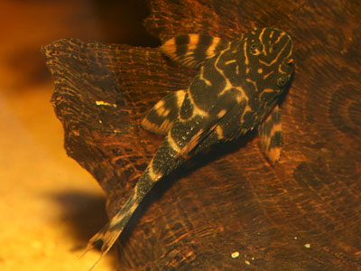 Clown plecs , Panaqolus maccus.

 :grin: :grin: