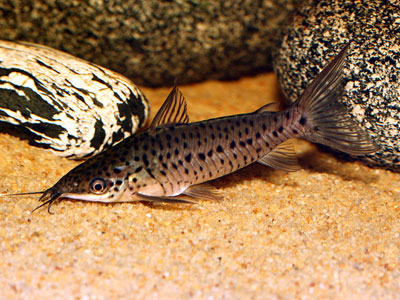 Porthole catfish , Dianema longibarbis.

 :grin: :grin: