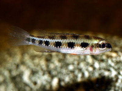 สุดท้ายและท้ายสุด Lyre-tail checkerboard cichlids , Dicrossus fila