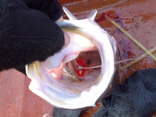 ...Daiwa mouth washer   :love: