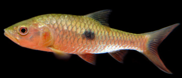 ชื่อไทย กระสูบจุด กระสูบขีด
ชื่ออังกฤษ Eye - spot barb , Tranverse - bar'barb
ชื่อวิทยาศาสตร์ Ham
