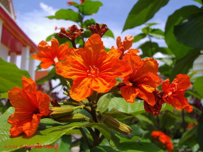 Olympus Camedia FE5500
เกาะเกร็ด นนทบุรี
