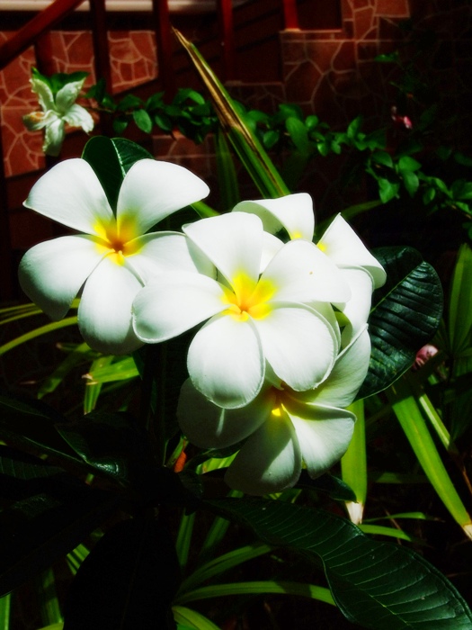 Fuji 6500 fd ครับ