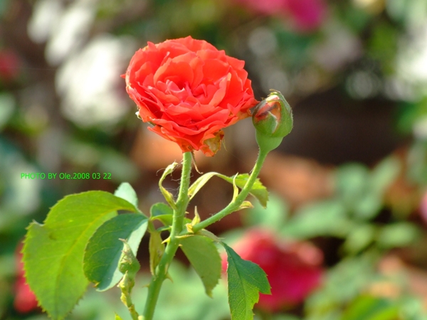 ภาพนี้ถ่ายมาจาก วิหารหลวงปู่โต.นครราชสีมา
  Fuji 6500 fd