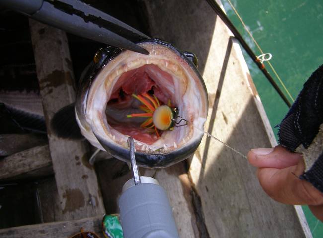 
 ปลาชะโด ตัวนี้ กลืนเหยื่อลงคอหอย

 สาpหน้าผม ฟลูออโรคาร์บอน 60 ปอนด์


 มีเพียงรอยขีดข่วนเล็
