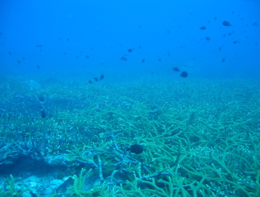 เอารูปใต้ทะเลเกาะโลซินมาให้ชมครับ
ปะการังเขากวางที่นี่สมบูรณ์มากๆ