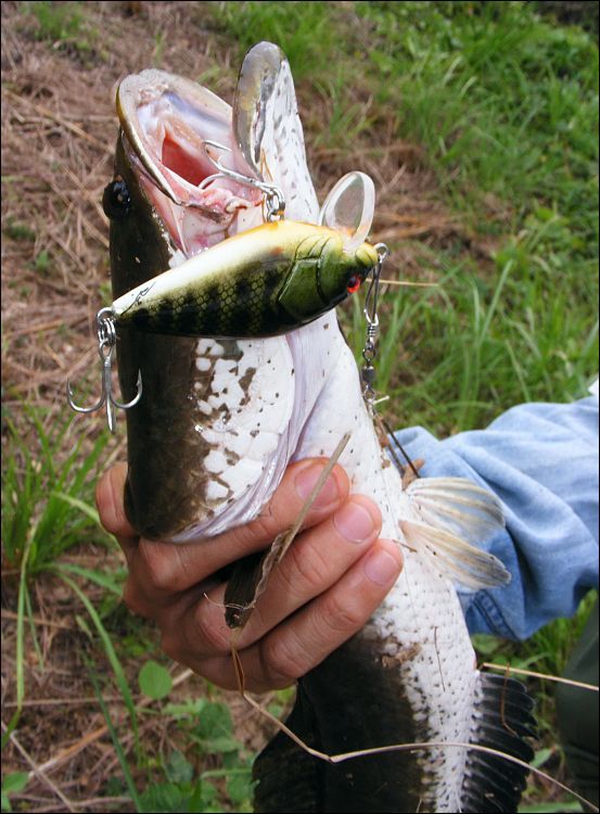 deps realiser real bluegill แพงเหลือเกินซื้อไม่ไหว ท