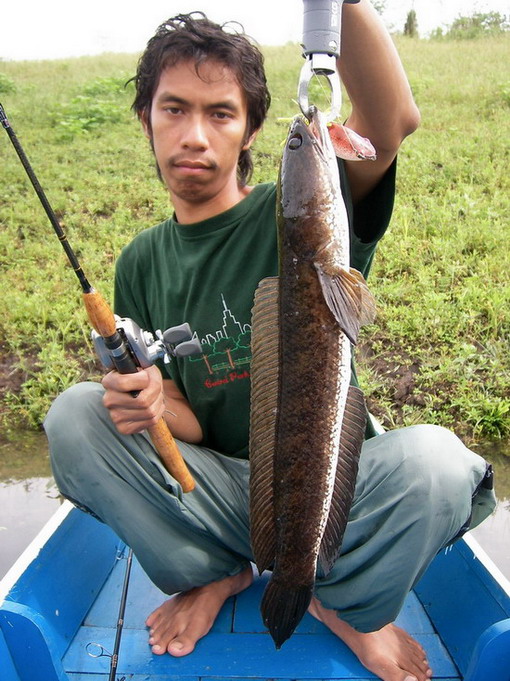 เห้ยงัดขึ้นมาอีกและ เปิดซิงรอกใหม่