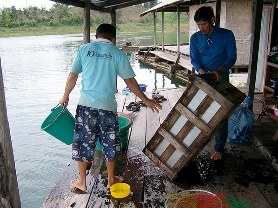 จัดแจงเอาปลาลงใส่ลังของแพ