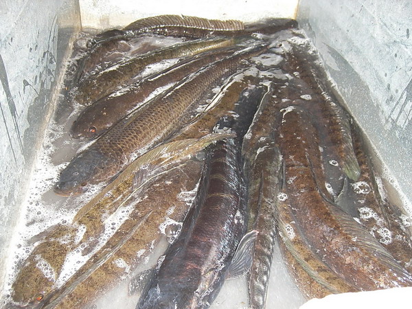 ปลารวมครึ่งวันเช้าของ เรือ 4 ลำ ช่อน