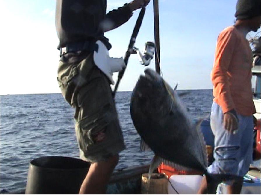 เย้ๆ.. มาแล้ว GT jigging ตัวแรก..ของผม..