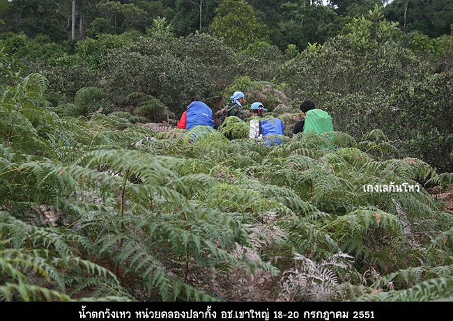 เฟิร์นขึ้นปกคลุมทั่วไปหมด ทำให้สัตว์ป่าอาจจะหาหญ้ากินลำบากไปหน่อย
ป่าบางแห่งจึงต้องเผาออกไปเพื่อให้