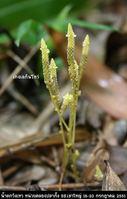 นี่ก็ไม่รู้ว่าอะไร จิ๋วลิ๋วดีจัง