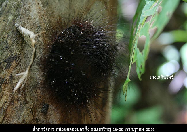 บุ้งขนยาว มีอยู่ทั่วป่า