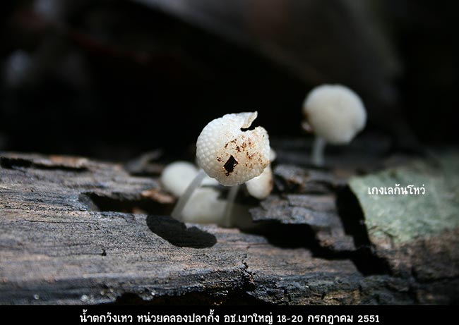 ยังหมอบคลานเข้าหาเห็ดกันต่อไป