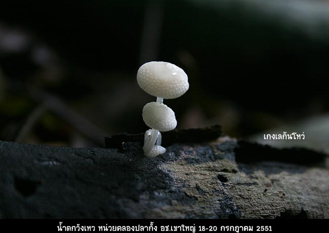 ชีวิตนี้ไม่เคยก้มหัวให้ใคร ต้องมาก