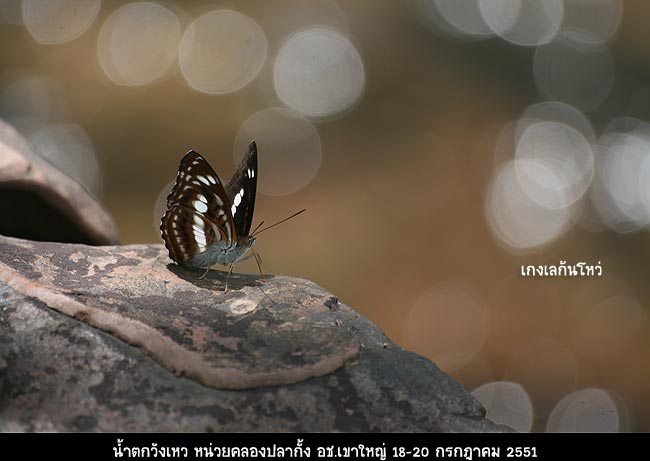 กลับมาหาผีเสื้อ  :love:


ข้อมูลถ่ายภาพ

