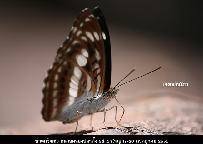 ด้านขวาซิ  :kiss: