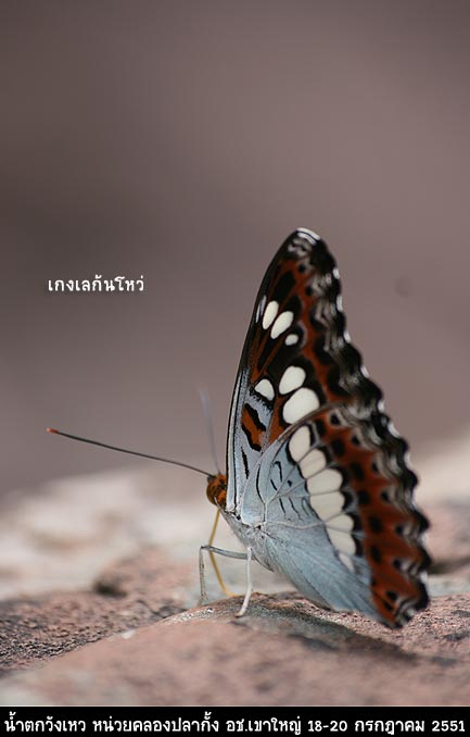 ไหน ๆ ด้านซ้ายอีกนิด  :laughing:

อิอิ บางภา