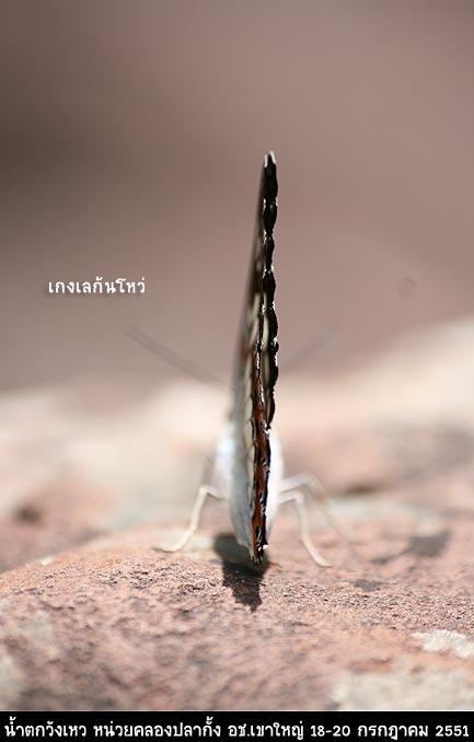 หันก้นโชว์ด้วยอีกต่างหาก  :laughing: :laughing:
