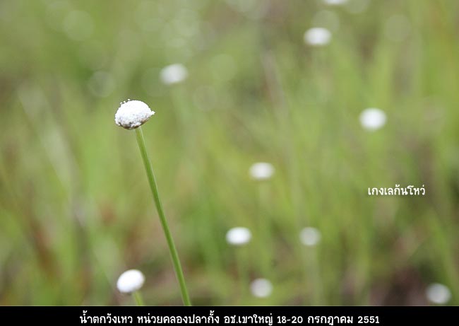 กระดุมเงิน ที่อีกไม่นานคงบานพราวสีเงินเป็นทุ่งสวยงาม :love: