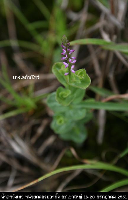 ดอกหญ้าเล็ก ๆ   :love: