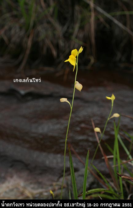 สร้อยสุวรรณาเริ่มแข่งกันบาน อีกไม่นานก็คงเหลืองทั่วทุ่ง