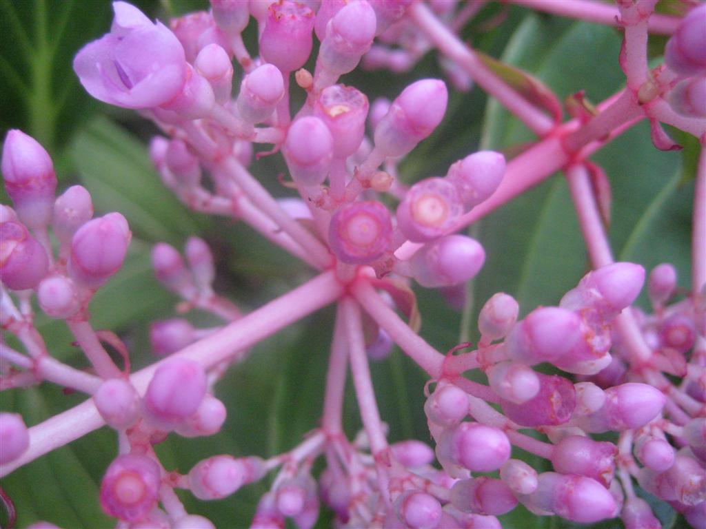ไม่รู้ดอกอะไร..สีม่วงสวยดี